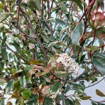 Červienka Fraserova (Photinia x fraseri) ´MCLARLOU LOUISE´ - výška 140-170 cm, kont. C50L - VIACKMENNÁ